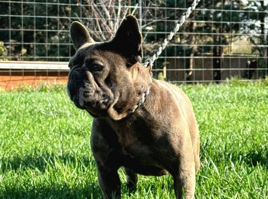 Yetişkin Damızlık Dişi French Bulldog görsel