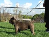 Yetişkin Damızlık Dişi French Bulldog