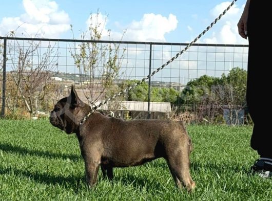 Yetişkin Damızlık Dişi French Bulldog görsel
