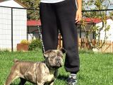 Yetişkin Damızlık Dişi French Bulldog