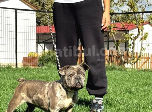 Yetişkin Damızlık Dişi French Bulldog görsel