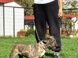 Yetişkin Damızlık Dişi French Bulldog