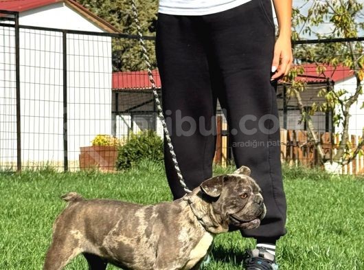 Yetişkin Damızlık Dişi French Bulldog görsel