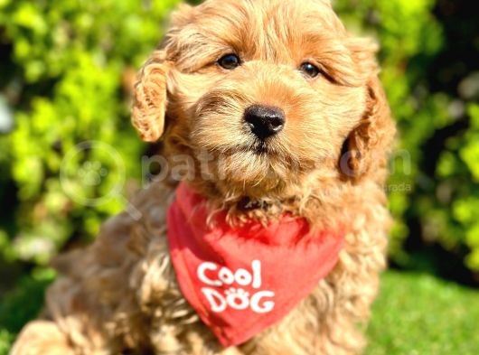 0 Numara Malti̇poo Yavrularimiz görsel