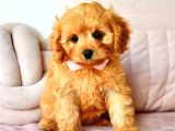 MALTİPO CİNSİ 