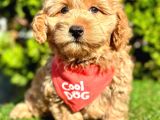 0 Numara Malti̇poo Yavrularimiz