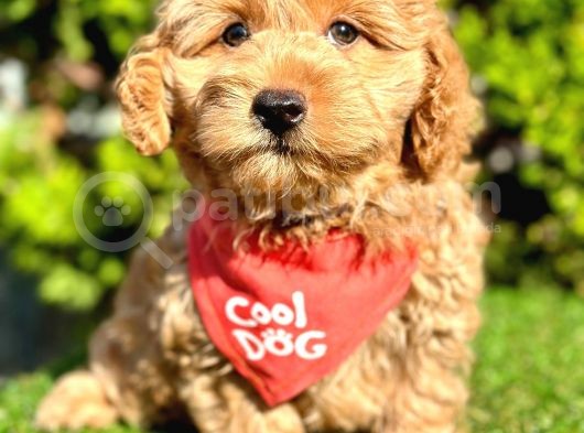 0 Numara Malti̇poo Yavrularimiz görsel