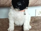 BiColour Toy Poodle Yavrumuz
