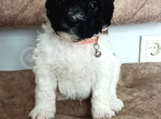Bicolour Toy Poodle Yavrumuz