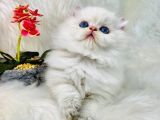 British Shorthair Ve British Longhair Safkan Yavrular
