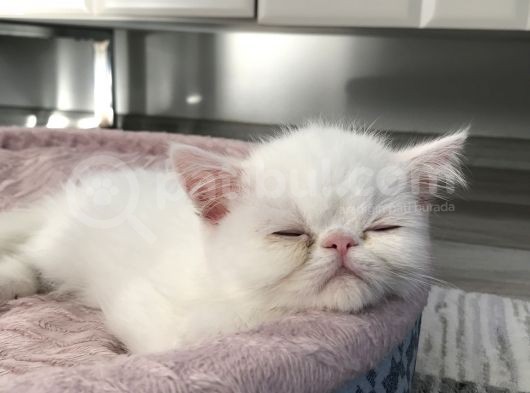 3 Aylık Dişi Beyaz Mavi Gözlü Yavru görsel
