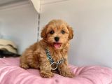Üst Segment Maltipoo