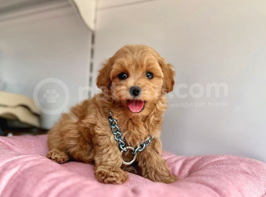 Üst Segment Maltipoo görsel
