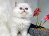 British Shorthair Ve British Longhair Safkan Yavrular
