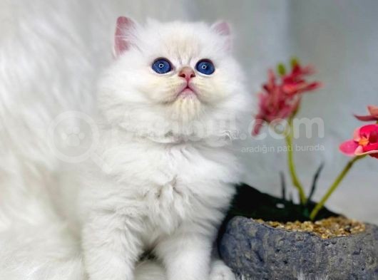 British Shorthair Ve British Longhair Safkan Yavrular görsel