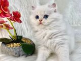 British Shorthair Ve British Longhair Safkan Yavrular