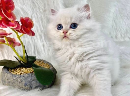 British Shorthair Ve British Longhair Safkan Yavrular görsel