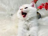 British Shorthair Ve British Longhair Safkan Yavrular