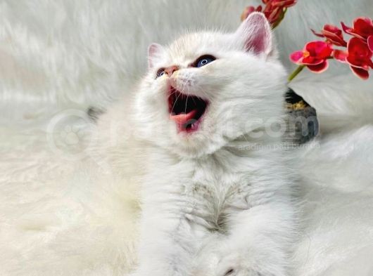 British Shorthair Ve British Longhair Safkan Yavrular görsel