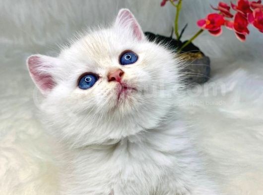 British Shorthair Ve British Longhair Safkan Yavrular