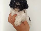Bicolour Toy Poodle Yavrumuz