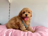 Üst Segment Maltipoo