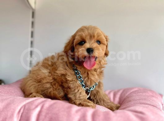Üst Segment Maltipoo görsel
