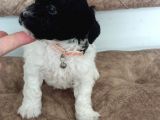 Bicolour Toy Poodle Yavrumuz