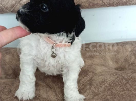 Bicolour Toy Poodle Yavrumuz görsel