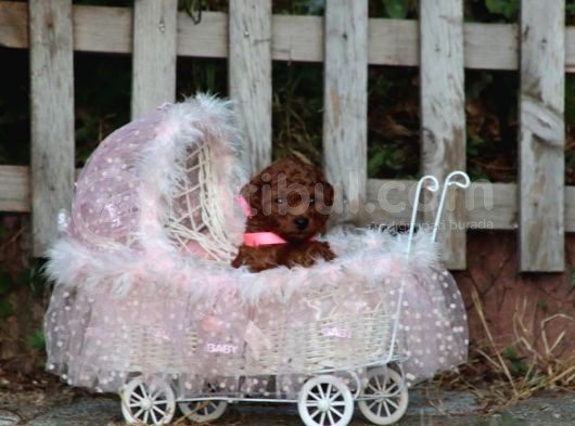 Bakanlık Onaylı Yetiştiriciden Orjinal Toy Poodle Yavrular görsel