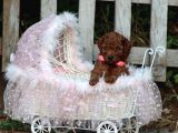 Bakanlık Onaylı Yetiştiriciden Orjinal Toy Poodle Yavrular