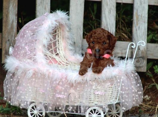 Bakanlık Onaylı Yetiştiriciden Orjinal Toy Poodle Yavrular görsel