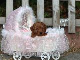 Bakanlık Onaylı Yetiştiriciden Orjinal Toy Poodle Yavrular