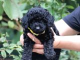 Bakanlık Onaylı Yetiştiriciden Simsiyah Toy Poodle Yavrular