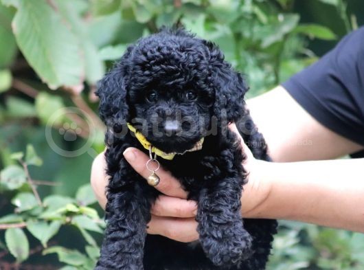 Bakanlık Onaylı Yetiştiriciden Simsiyah Toy Poodle Yavrular görsel