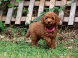 Bakanlık Onaylı Yetiştiriciden Orjinal Toy Poodle Yavrular