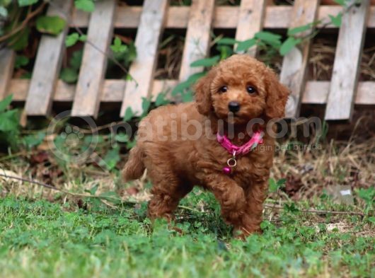 Bakanlık Onaylı Yetiştiriciden Orjinal Toy Poodle Yavrular
