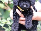 Bakanlık Onaylı Yetiştiriciden Simsiyah Toy Poodle Yavrular