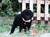Bakanlık Onaylı Yetiştiriciden Simsiyah Toy Poodle Yavrular