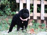 Bakanlık Onaylı Yetiştiriciden Simsiyah Toy Poodle Yavrular