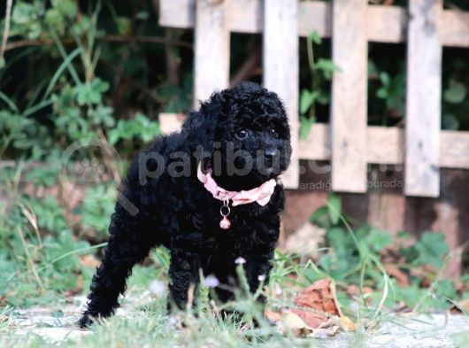 Bakanlık Onaylı Yetiştiriciden Simsiyah Toy Poodle Yavrular görsel