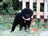 Bakanlık Onaylı Yetiştiriciden Simsiyah Toy Poodle Yavrular