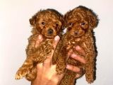 Ev Ortamında Toy Poodle Kilo Garantili Bebekler