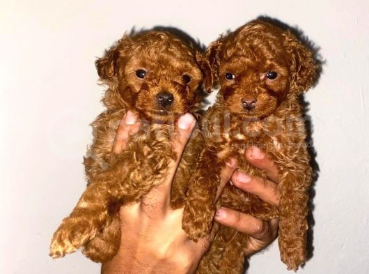 Ev Ortamında Toy Poodle Kilo Garantili Bebekler görsel
