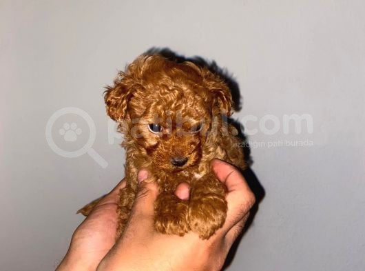 Ev Ortamında Toy Poodle Kilo Garantili Bebekler görsel