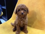 Ev Ortamında Toy Poodle Kilo Garantili Bebekler
