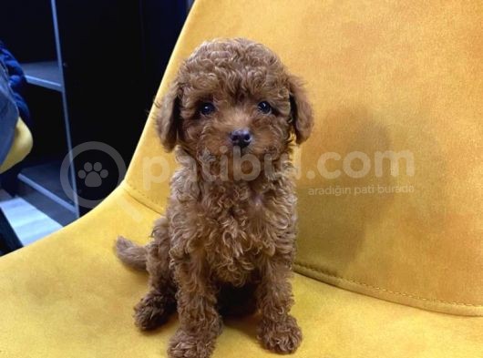Ev Ortamında Toy Poodle Kilo Garantili Bebekler