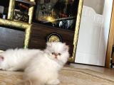 Pamuk Gi̇bi̇ Mavi̇ Gözlü Yavrularim