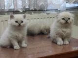 Özel Top Kafa Beyaz Yabrularım Uyguna