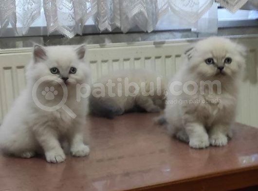 Özel Top Kafa Beyaz Yabrularım Uyguna görsel